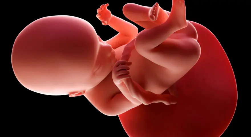 Płód w 18 tygodniu ciąży, zwinięty w łonie matki, z widocznymi dłońmi i stopami.