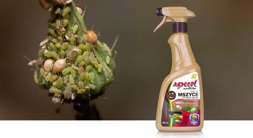 Agrecol płyn na mszyce – najskuteczniejszy preparat na mszyce, który naturalnie zwalcza szkodniki roślin. Zobacz, jak działa!
