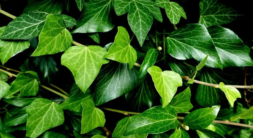 Un groviglio di foglie di edera in casa, con sfumature di verde intenso e venature evidenti.
