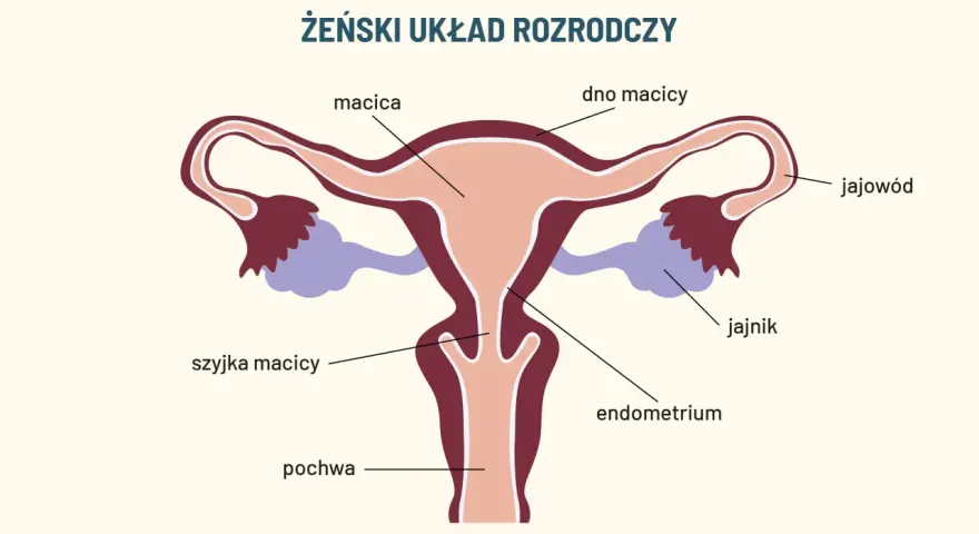 Schemat żeńskiego układu rozrodczego. Widoczna macica, jajowody, jajniki, szyjka macicy, endometrium i pochwa, która pełni kluczową funkcję w rozrodczości.