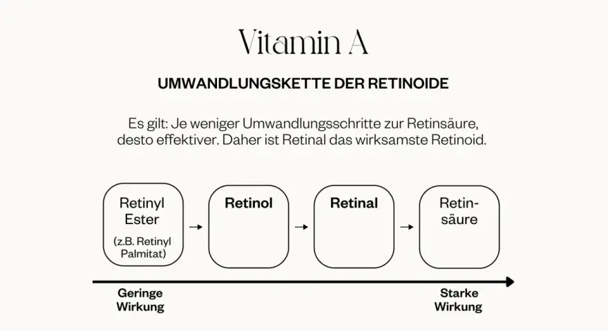 Umwandlungskette von Vitamin A: Retinyl Palmitat (geringe Wirkung) wandelt sich in Retinol, dann Retinal und schließlich Retinsäure (starke Wirkung) um.