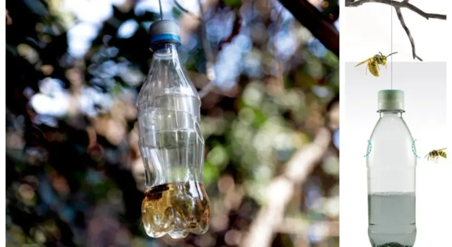 Trampas caseras para avispas con vinagre, hechas con botellas de plástico, cuelgan de ramas.