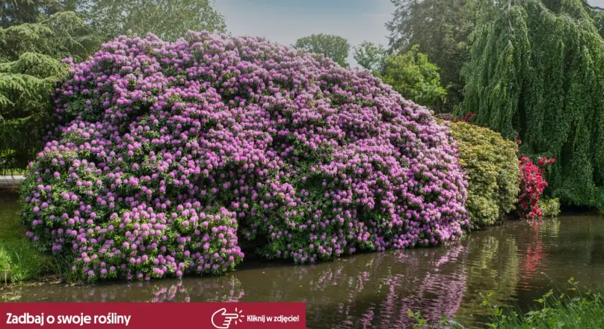 Majestatyczny rododendron w pełnym rozkwicie, kiedy kwitną rododendrony, tworzy fioletową falę nad wodą.