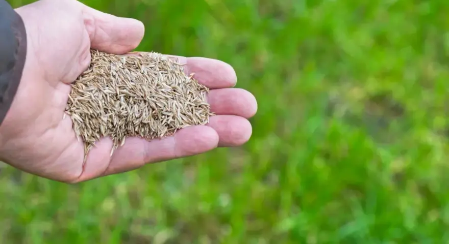 Dłoń trzyma nasiona do dosiewania trawy. Wkrótce będzie zielono!