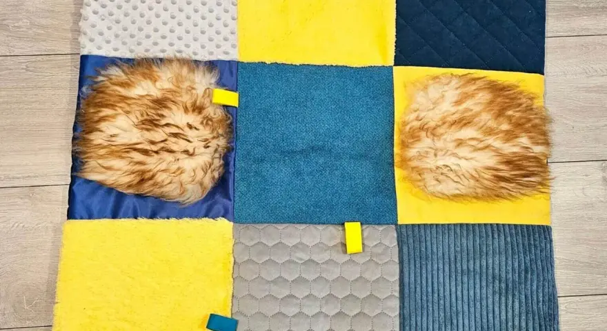 Mata sensoryczna dla psa – jak poprawić jego samopoczucie i zabawę