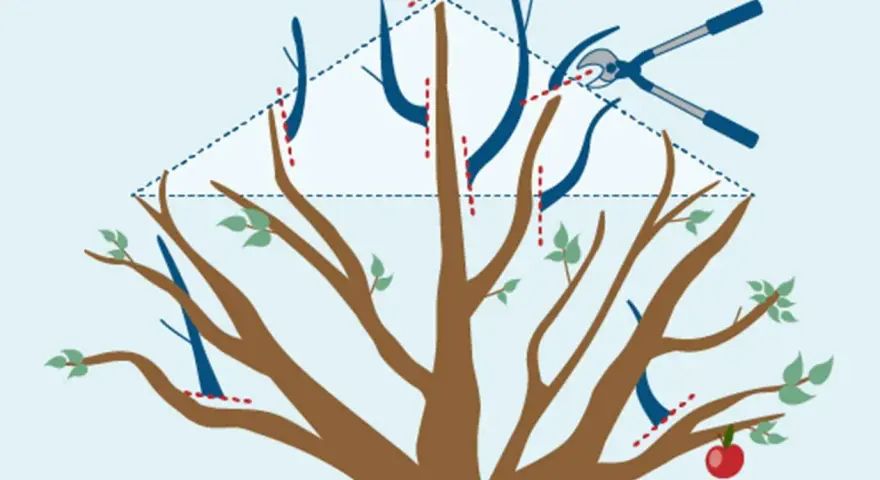 Illustration visar hur man kan klippa äppelträd nu. Beskärning av grenar med sekatör för att forma trädet.