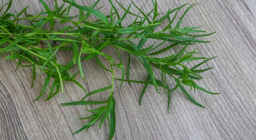 Gałązka świeżego estragonu, idealna do uprawy w ogrodzie. Jego liście dodadzą aromatu potrawom.