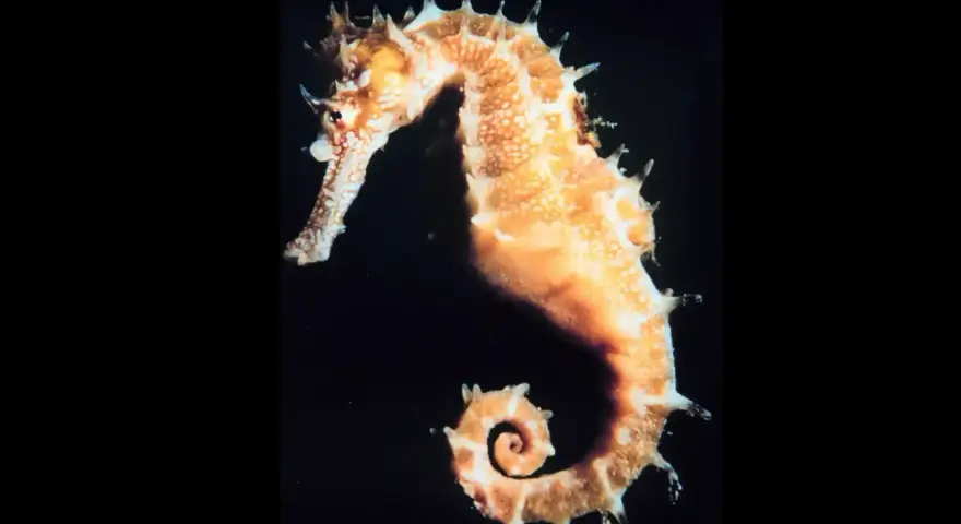 Un elegante caballito de mar, con su cola en espiral, nada en la oscuridad.