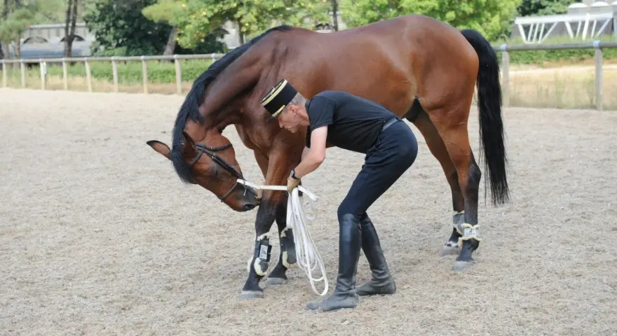 Un homme en tenue d'équitation ajuste les rênes d'un cheval bai, préparant son entraînement de chevaux de course.