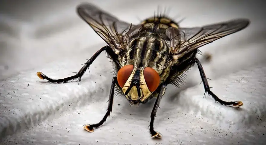 Mosca de cerca, con sus grandes ojos rojos y patas peludas. Una imagen que inspira a pensar en como matar moscas.