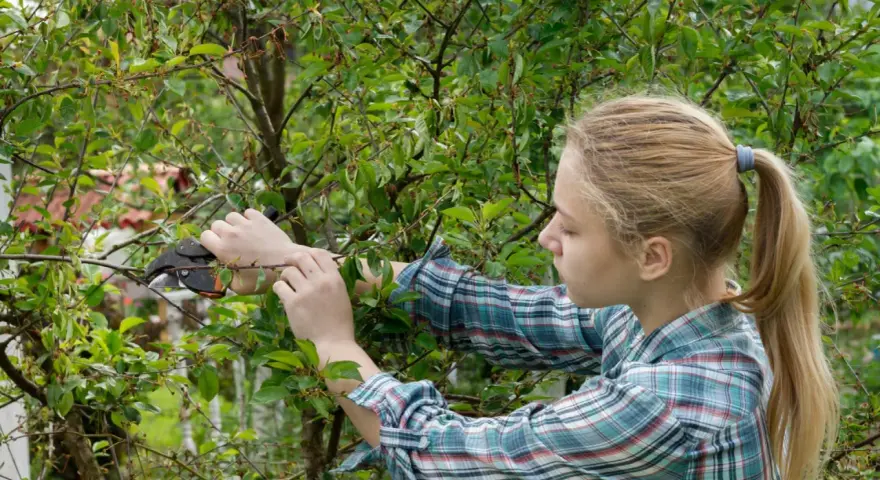 Dziewczyna z blond kucykiem przycina gałązki drzewa, ucząc się, jak przycinać czereśnie.