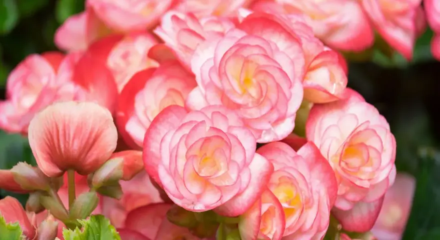 Kaskada różowych i łososiowych kwiatów begonia bulwiasta, z delikatnymi płatkami ułożonymi w spiralne wzory.