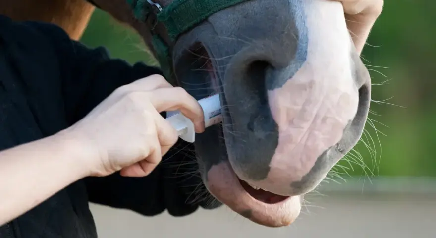 Une main administre un médicament à un cheval par la bouche. Le cheval porte un licol vert.