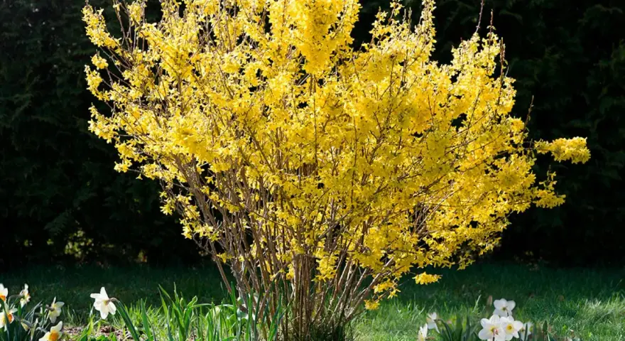 En frodig buske med lysande gula blommor, en tidig vårhälsning i trädgården.