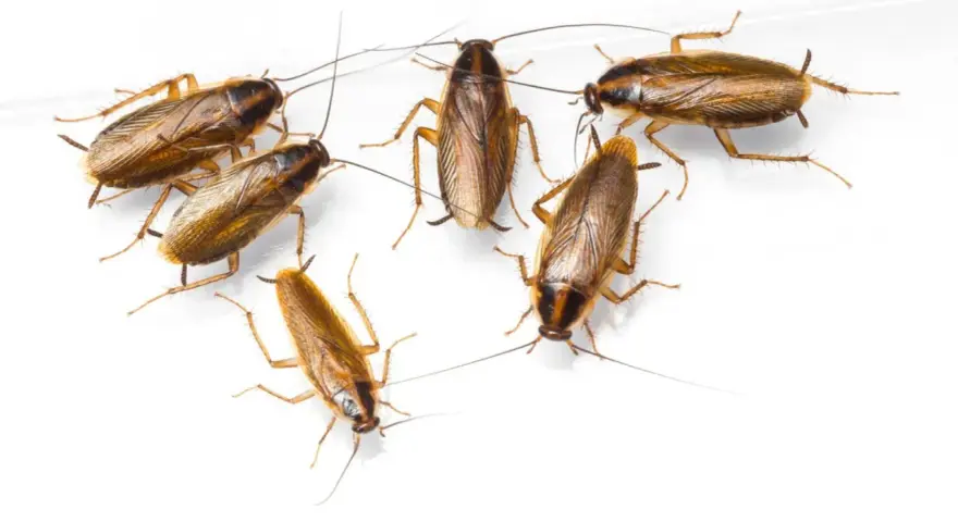 Grupo de cucaracha alemana cría, con sus antenas largas y cuerpos marrones, sobre fondo blanco.