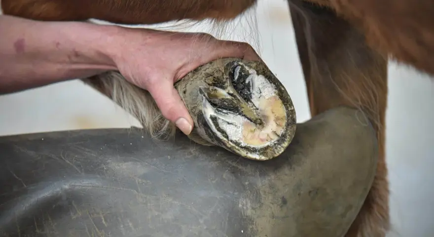 Main d'un maréchal-ferrant examinant un sabot de cheval, peut-être pour une crise de fourbure. Le sabot est sale et montre des signes d'inflammation.