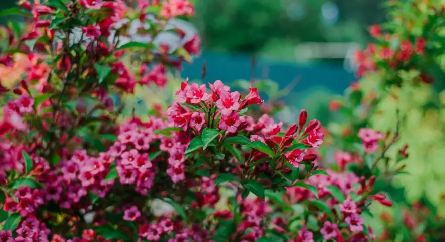 Üppige, pinke Weigelie-Blüten im Garten. Ein Rückschnitt sorgt für gesunden Wuchs und reiche Blüte im nächsten Jahr.