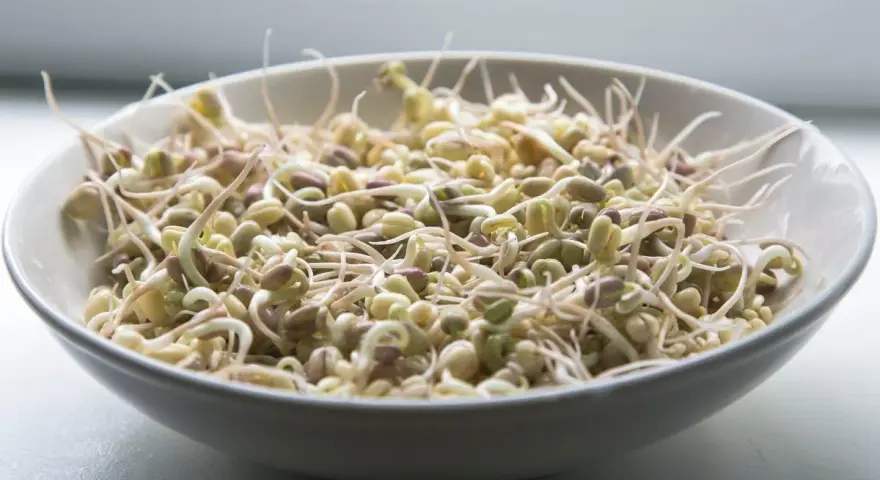 Una ciotola piena di germogli di soia freschi e croccanti, pronti per insalate o piatti saltati in padella.