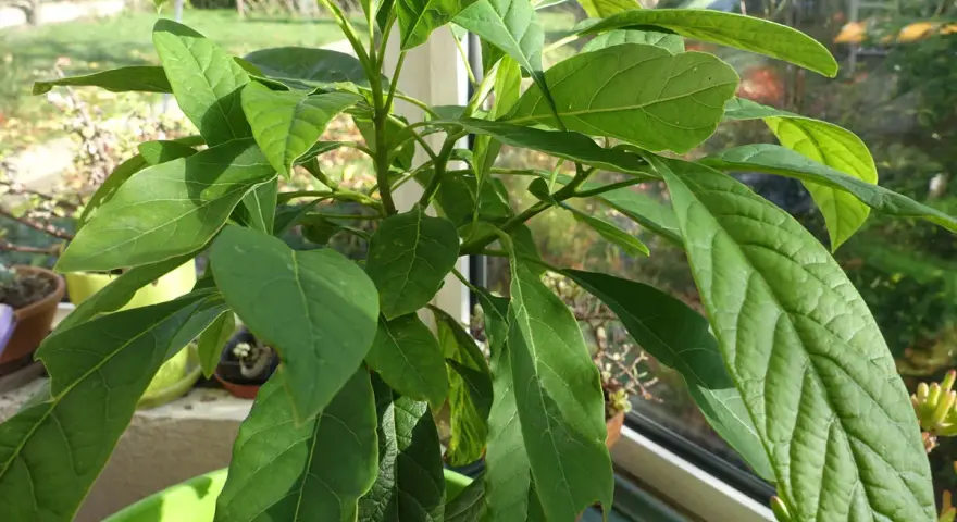 Un jeune avocatier de 5 ans, aux feuilles vertes et luxuriantes, pousse sur un rebord de fenêtre ensoleillé.