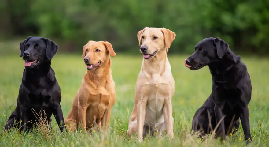 Labrador czy golden retriever - który pies lepiej pasuje do rodziny?