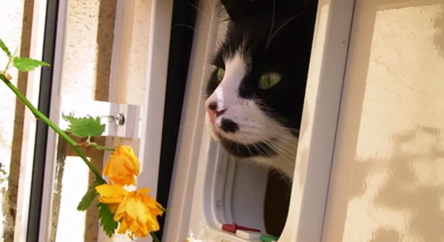 Schwarz-weiße Katze mit grünen Augen schaut neugierig durch eine Katzenklappe. Sie scheint die Freiheit der "katzen mietwohnung" zu genießen.