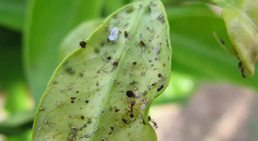 Un'infestazione di afidi limone su una foglia verde. Si vedono insetti di varie dimensioni, alcuni bianchi e altri verdi, e una formica.