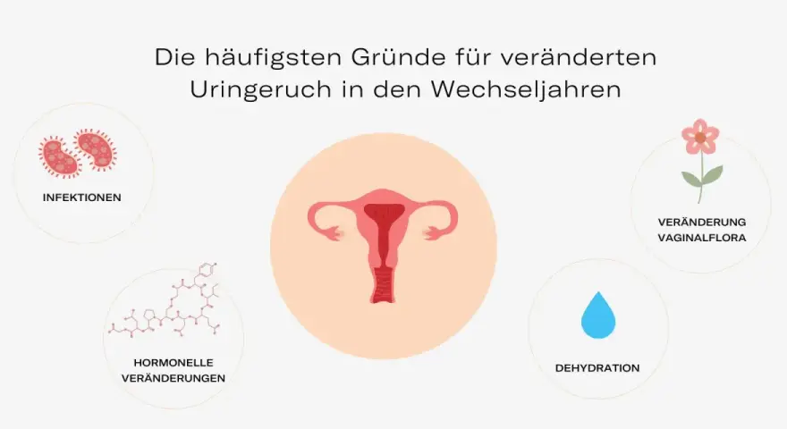 Hormonelle Veränderungen, Infektionen, Dehydration und veränderte Vaginalflora können dazu führen, dass Urin riecht.