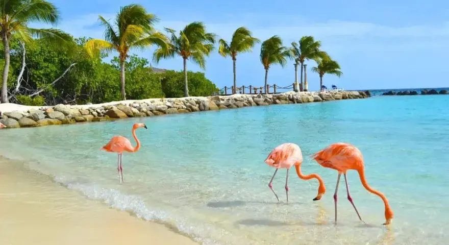 Aruba wakacje: flamingi brodzą w turkusowej wodzie przy plaży z palmami. Idealne miejsce na relaks.