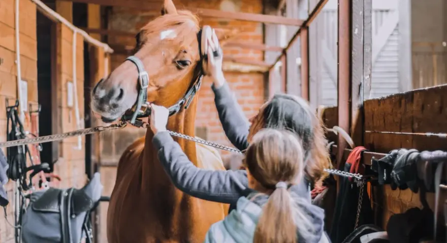Deux personnes s'occupent du pansage d'un cheval dans une écurie. Le cheval est brun et porte un licol.