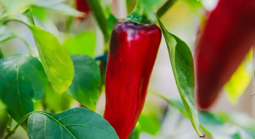 En röd chili hänger redo att skördas. En vacker påminnelse om att odla chili för hetta och smak.