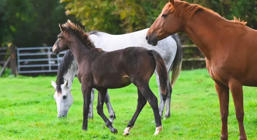Un jeune poulain brun gambade dans un pré verdoyant, entouré de chevaux adultes.