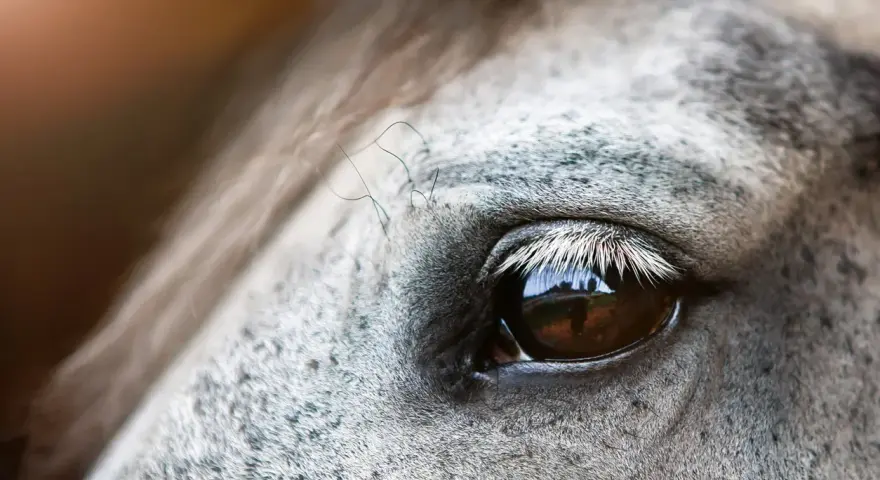 Gros plan sur l'oeil d'un cheval, reflétant un paysage. La peau grise mouchetée et les longs cils blancs accentuent la beauté de cet oeil de cheval.
