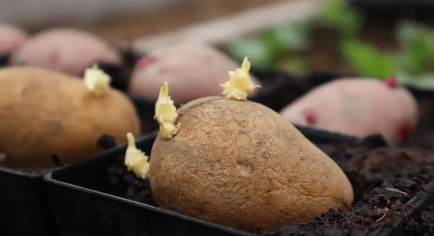 Potatis i pallkrage börjar gro. Små skott tittar fram ur de bruna potatisarna, redo att växa i jorden.