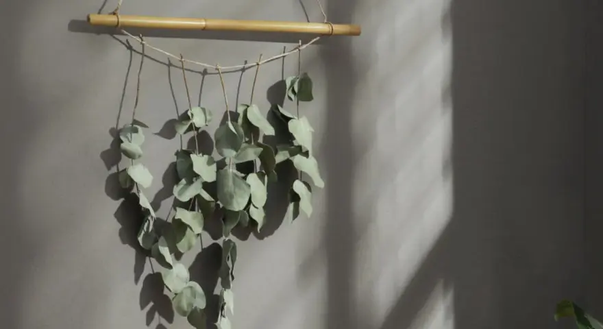 Getrockneter Eukalyptus hängt an einem Bambusstock, ein schönes Deko-Element.