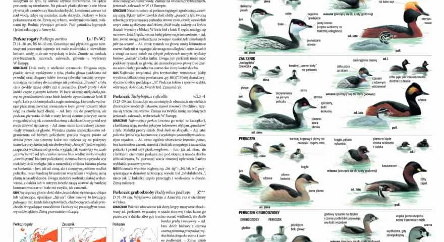 Ilustracje przedstawiające różne gatunki perkozów, w tym perkoza rogaty, zausznika i perkozka. W tle widać fragmenty map z zasięgami występowania, przypominające abstrakcyjne wzory, które mogłyby zdobić okładki płyt zespołów shoegaze bands.