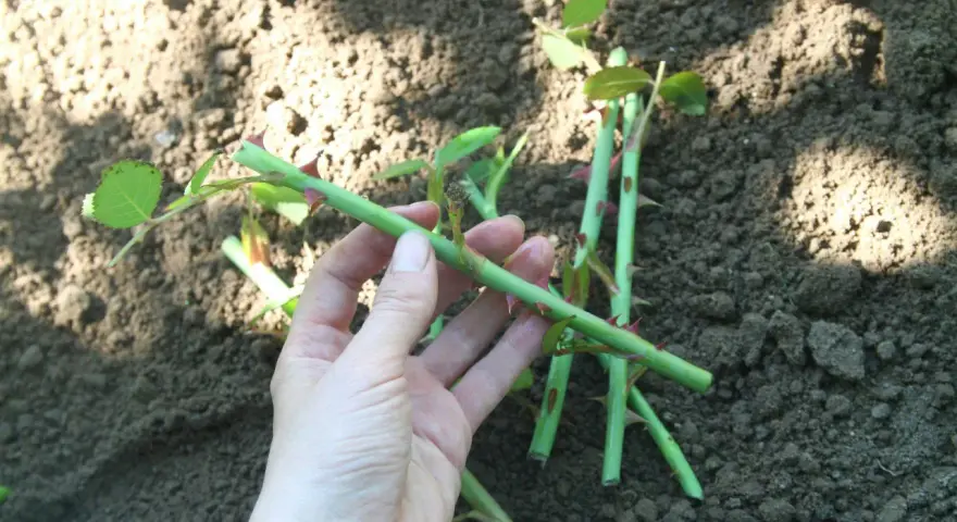 Hand håller en rosstickling redo att ta sticklingar. Jord i bakgrunden.