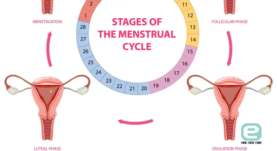 Cykl menstruacyjny: od miesiączki do owulacji, potem faza lutealna. Plamienie przed okresem może wystąpić w końcowej fazie cyklu.