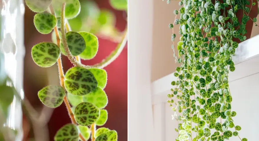 Peperomia prostrata, czyli sukulent o liściach przypominających małe żółwie, tworzy kaskady zieleni.