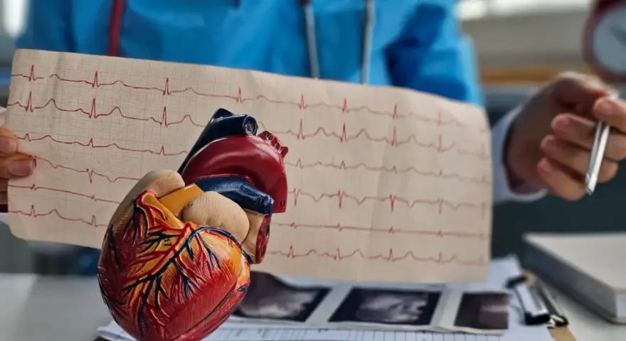 Model serca i EKG. Lekarz analizuje zapis, być może w kontekście leczenia bisocard.