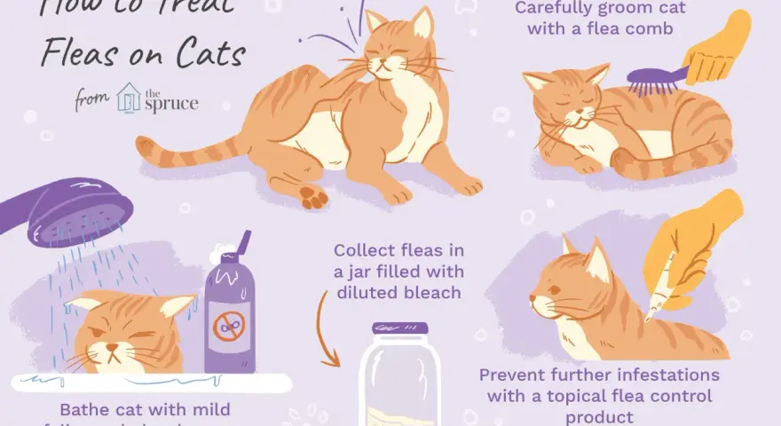 Guía ilustrada sobre cómo tratar chinches en gatos: baño, peinado, recolección y prevención.