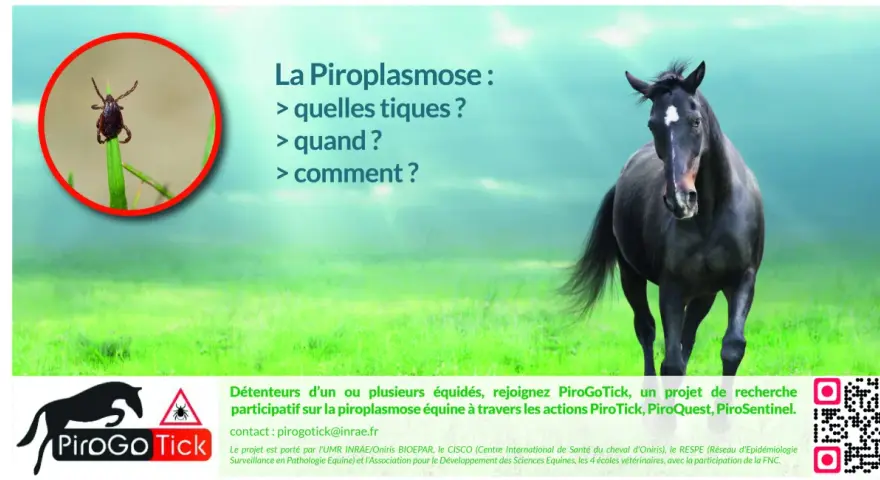 Une tique sur une herbe et un cheval noir. Le texte parle de la piroplasmose cheval et du projet PiroGoTick.