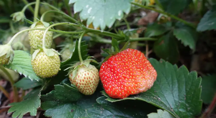 En mogen jordgubbe och flera gröna bär på en planta. Snart dags att plantera jordgubbsplantor för framtida skörd.