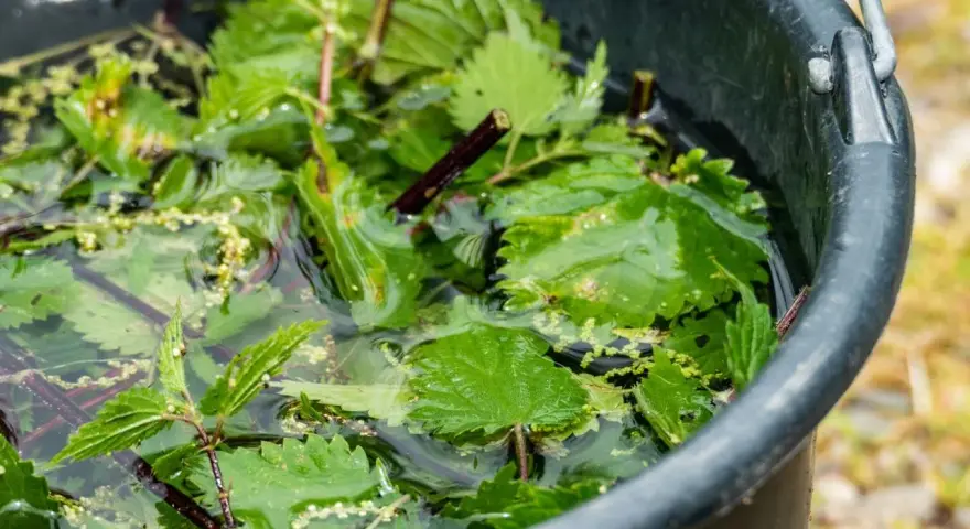 W czarnym wiadrze zanurzona w wodzie jest gnojówka z pokrzywy, gotowa do użycia jako naturalny nawóz.