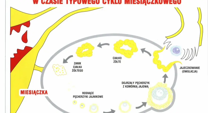 Cykl miesiączkowy: miesiączka, rosnące pęcherzyki, jajeczkowanie (owulacja), ciałko żółte, zanik ciałka żółtego. Dni płodne związane są z owulacją.