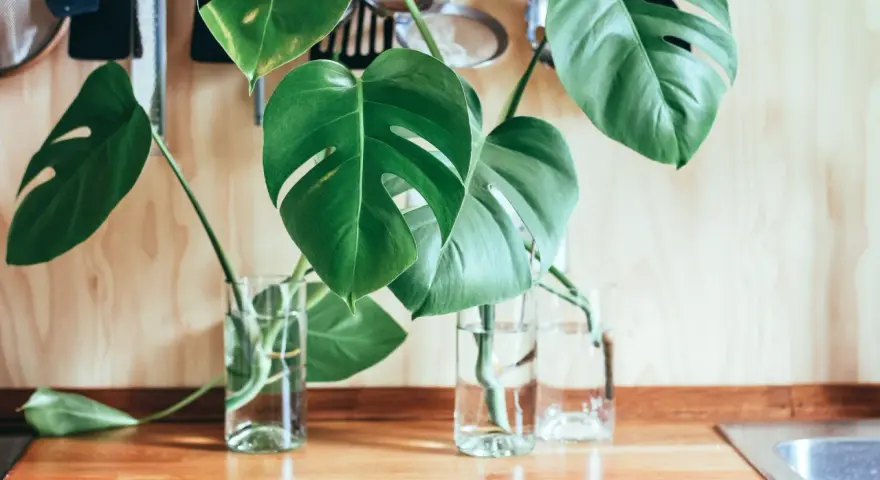 Monstera w szklanych wazonach na blacie. Liście z dziurami, gotowe do ukorzenienia. Tak łatwo rozmnożyć monsterę!