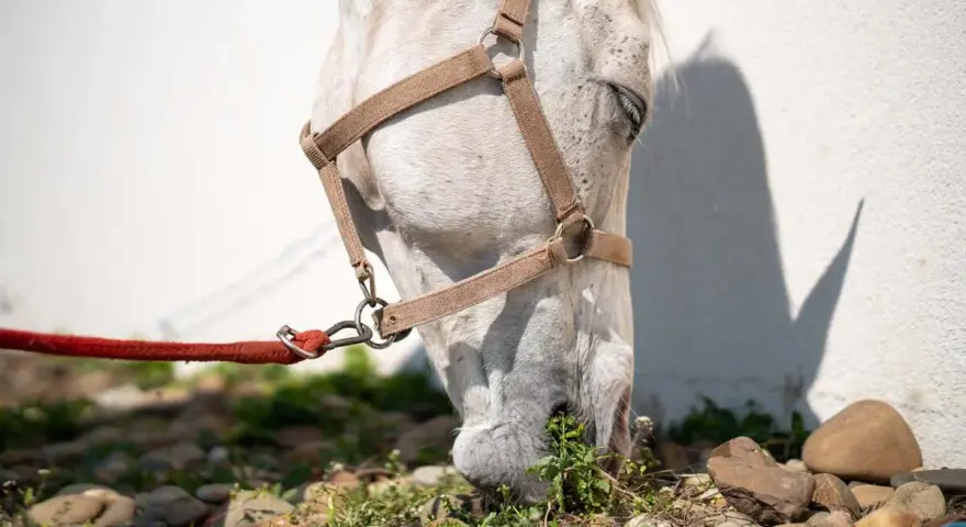 Un cheval blanc broute l'herbe, sa tête basse. La puissance morsure cheval est évidente dans sa détermination à se nourrir.