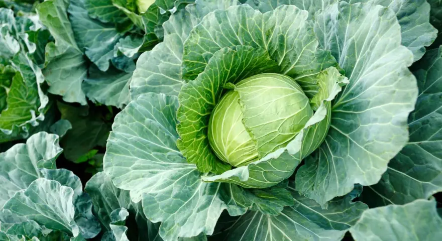 A plump, green cabbage head nestled amongst its large, textured leaves. This image hints at the perfect time when to harvest cabbage for peak freshness.