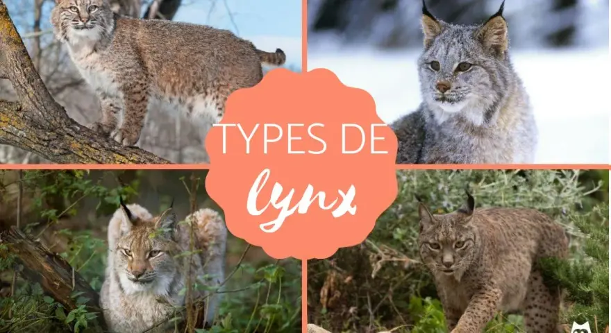 Quatre types de lynx : roux, du Canada, eurasiatique et ibérique, présentés dans un collage.