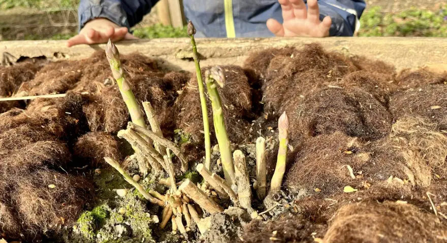 Kindliche Hände über frisch gepflanztem Spargel. Die ersten grünen Triebe recken sich aus der Erde, bedeckt mit braunem Mulch.