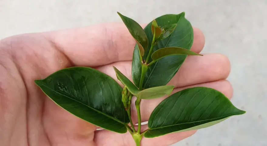 Ein Trieb mit grünen Blättern in einer Hand, bereit, um Dipladenien zu vermehren.
